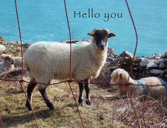 "Hello You" Sheep Note Card