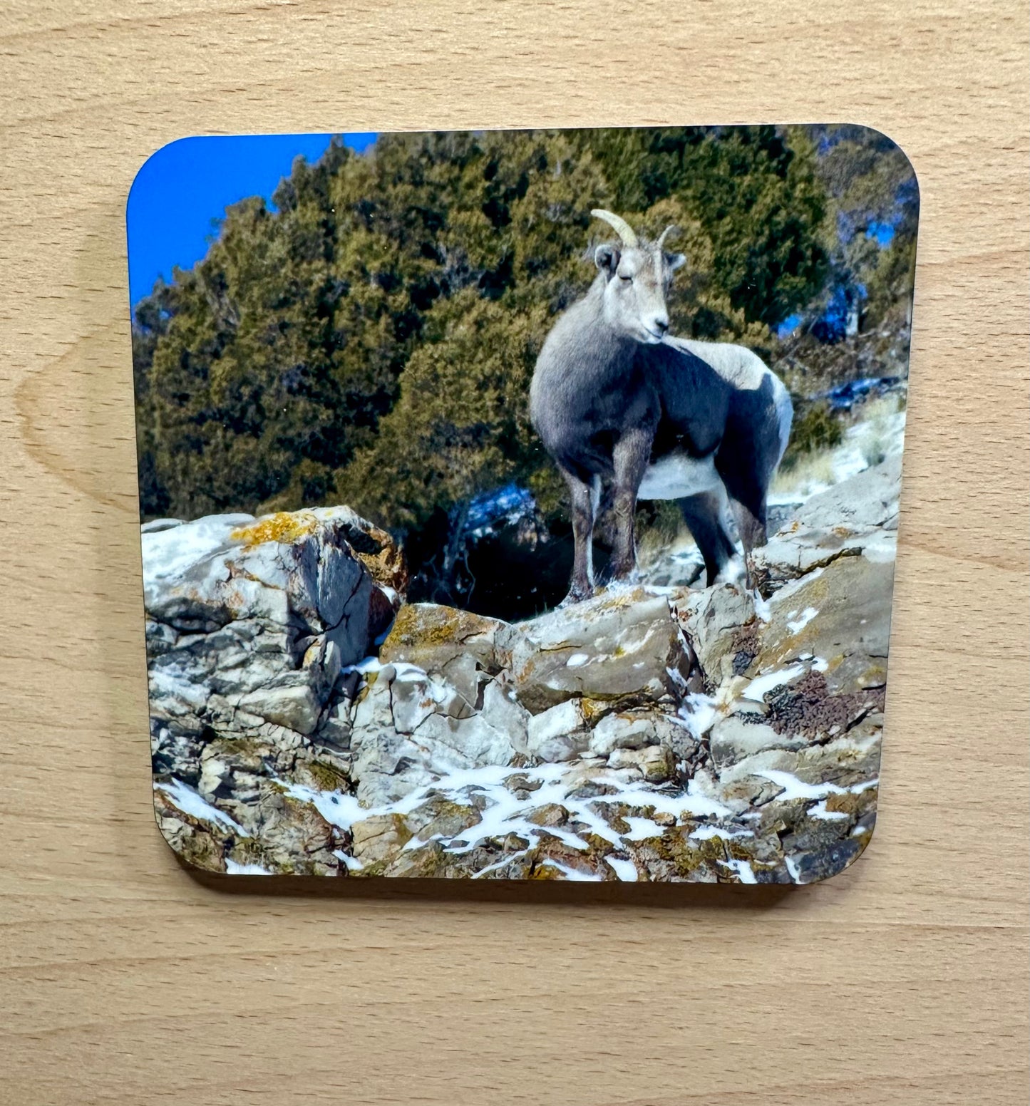 American West Photo Coasters