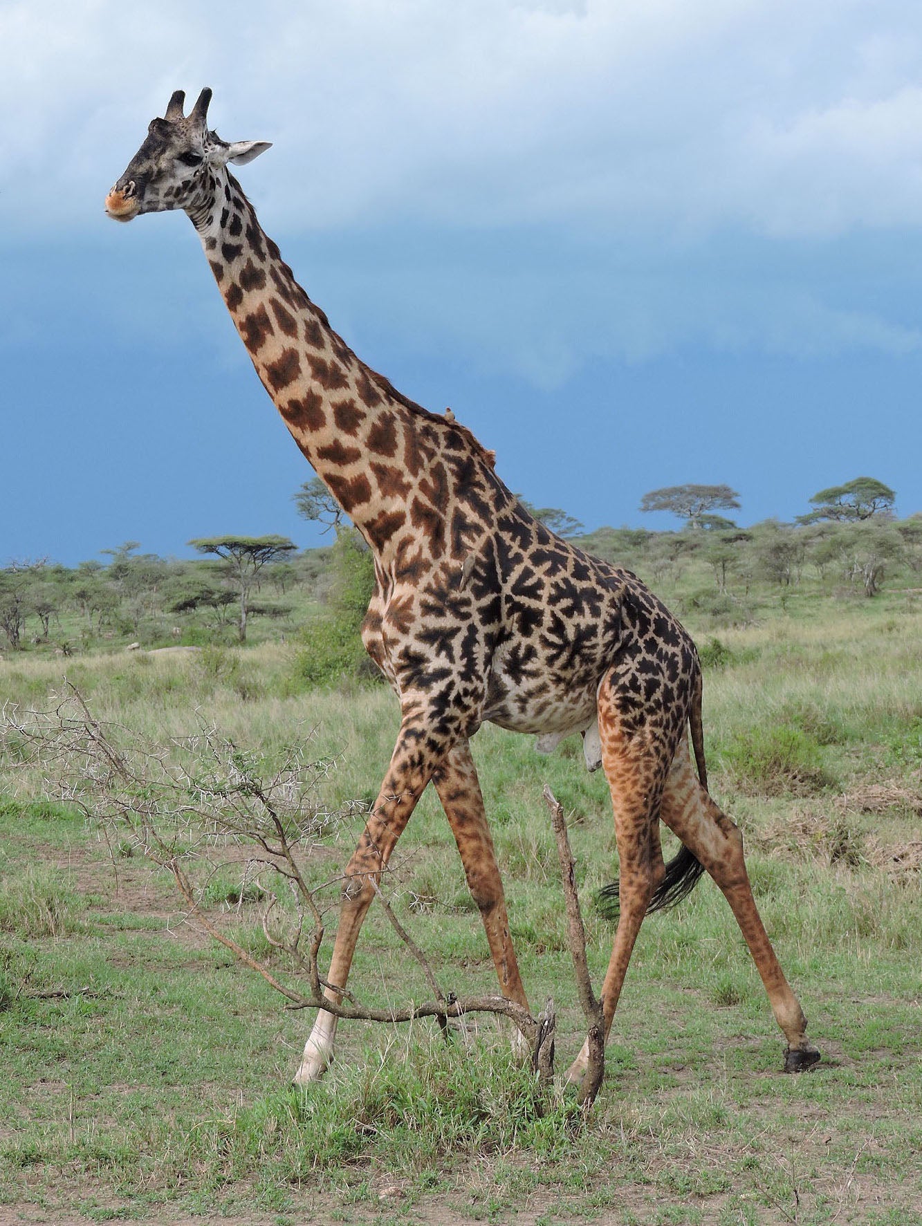 Giraffe, in The Serengeti National Park Note Card