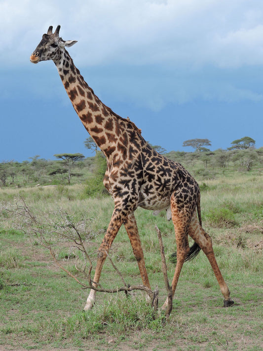 Giraffe, in The Serengeti National Park Note Card