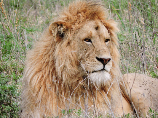 Lion, in The Serengeti National Park Note Card