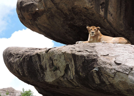 Lioness in The Serengeti National Park Note Card