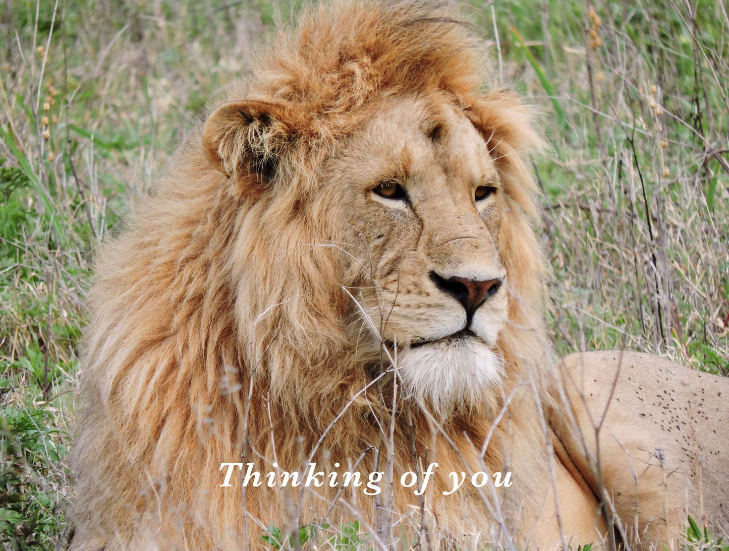 Thinking of You Lion Card